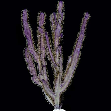 Purple Blade Gorgonian