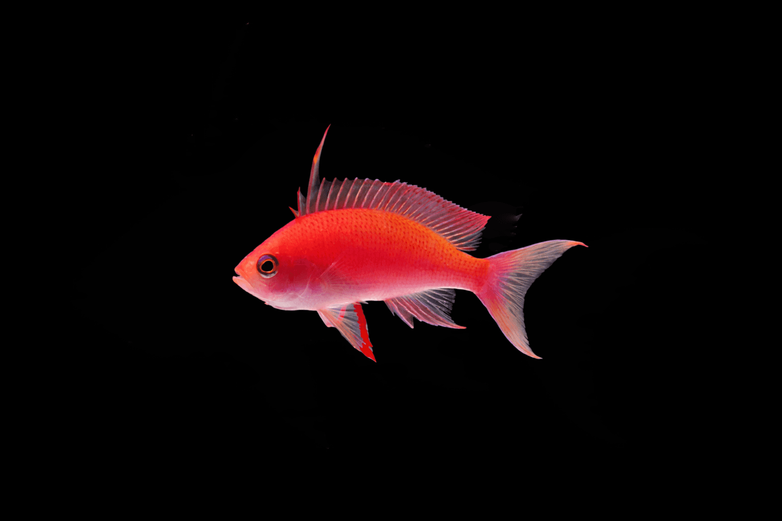 Randall's Anthias