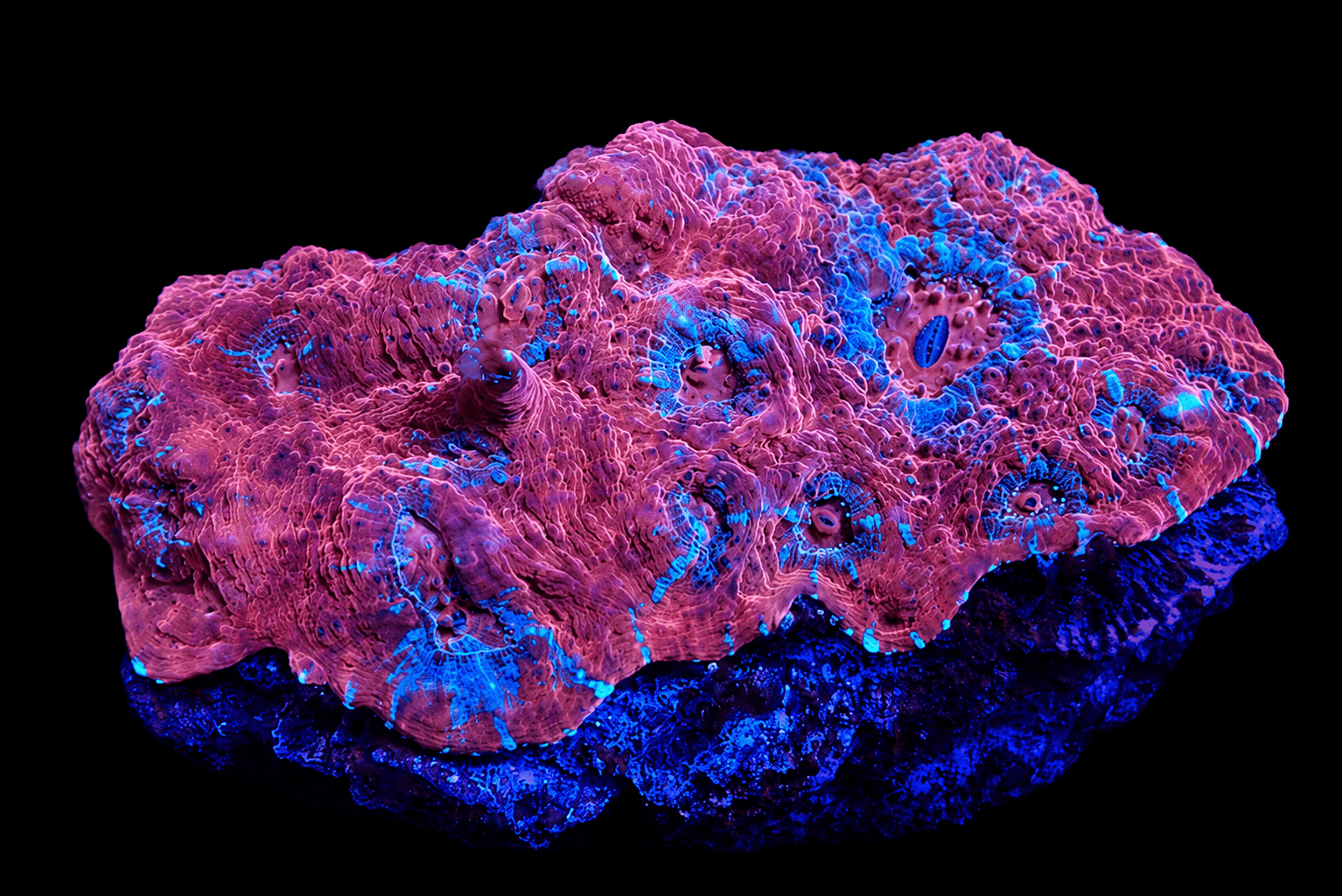 RED CHALICE CORAL