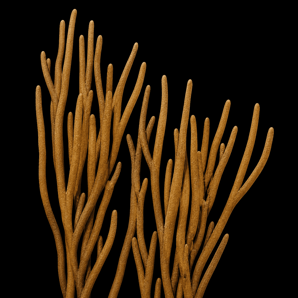 Orange Spiny Gorgonian