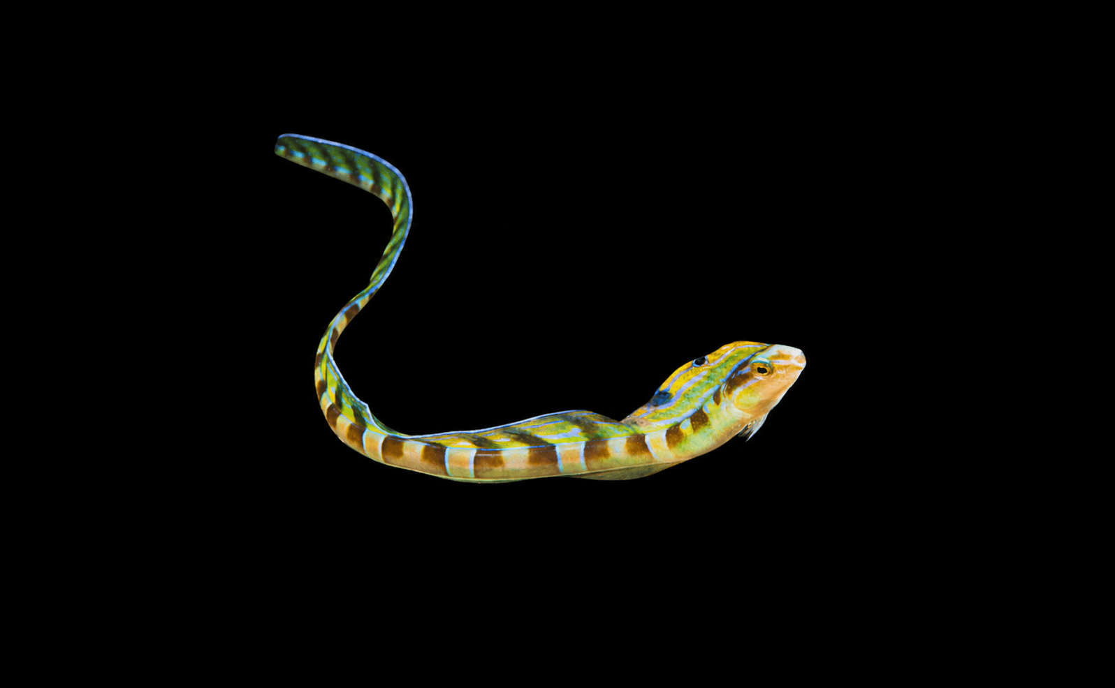 Hairtail Snake Blenny