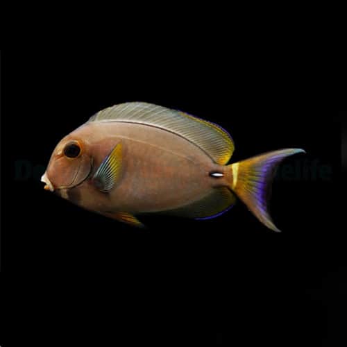 White Spine Tang
