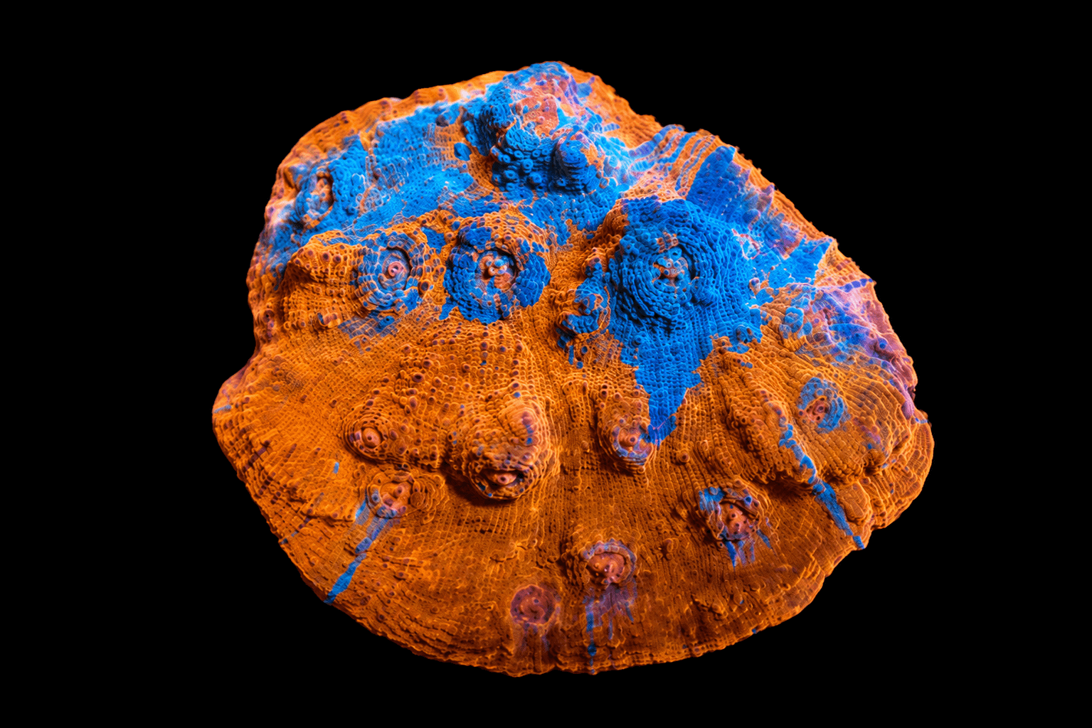 MIXED COLOR CHALICE CORAL