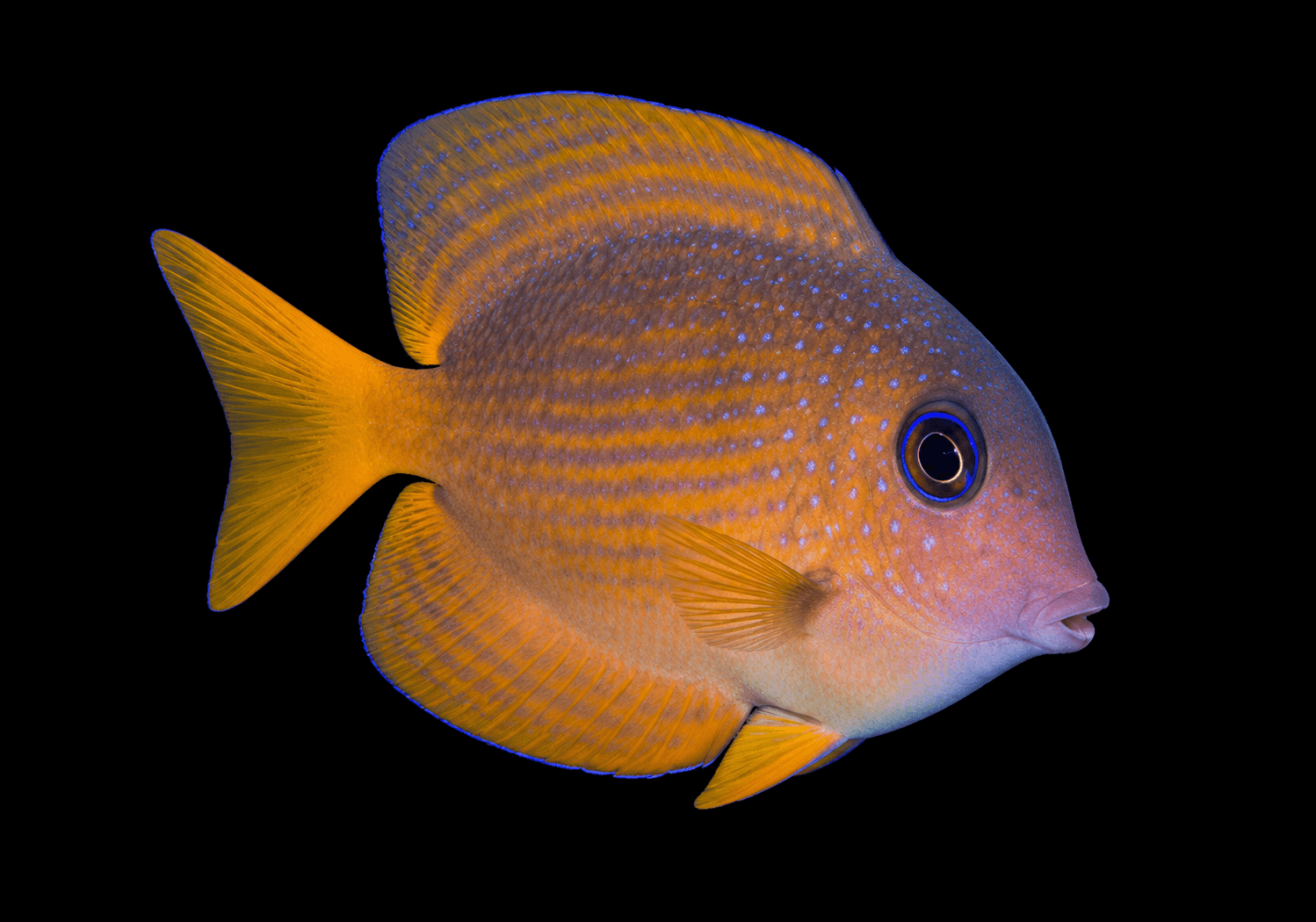 Two Spot Bristletooth Tang