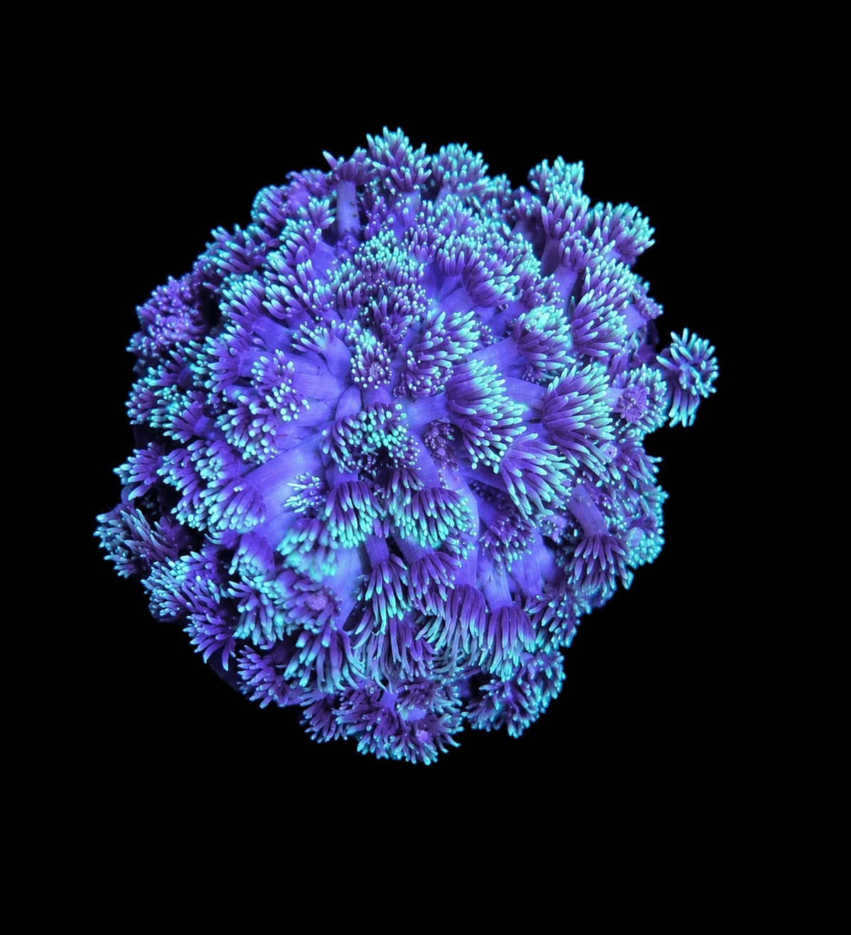 Green Jewel Gonipora Coral
