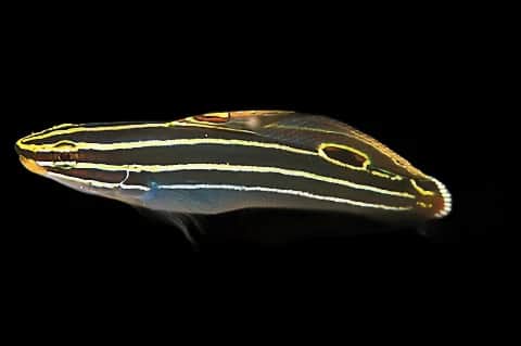Hectors Goby