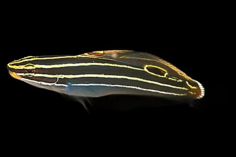 Hectors Goby
