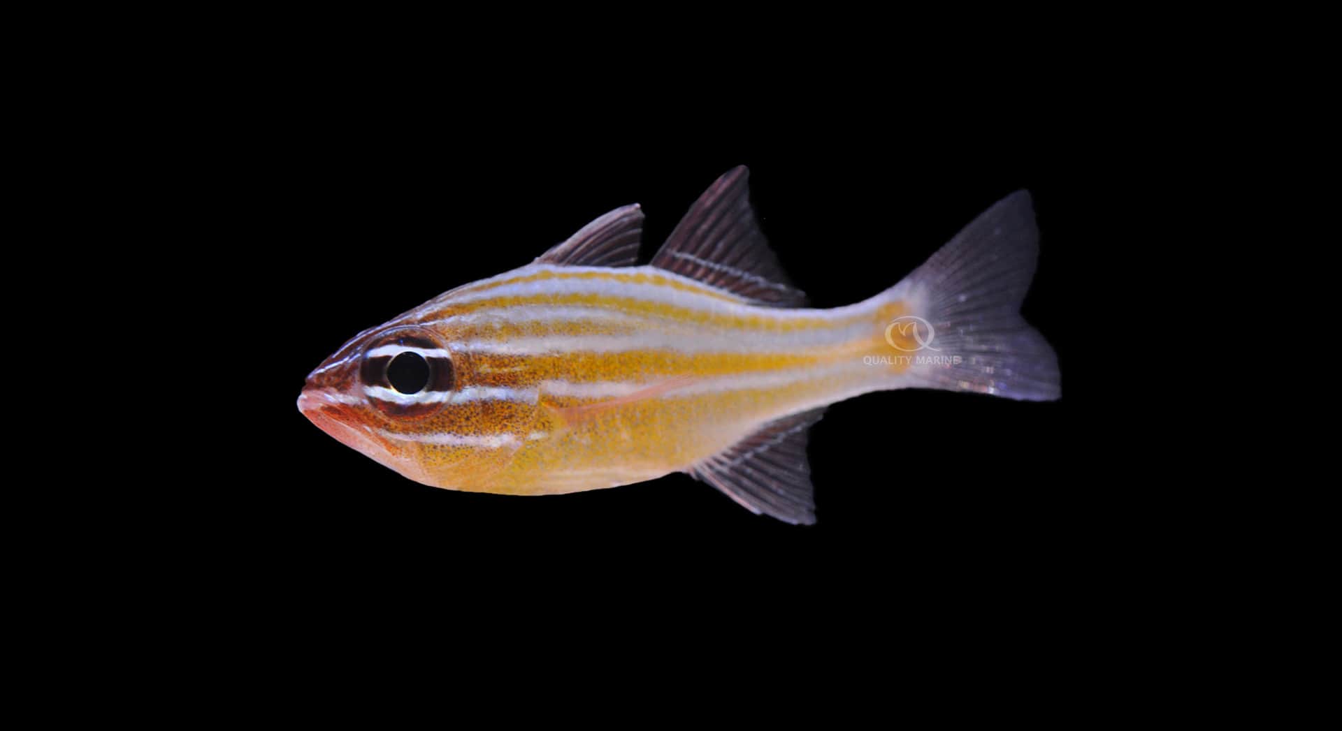 Yellow Striped Cardinalfish