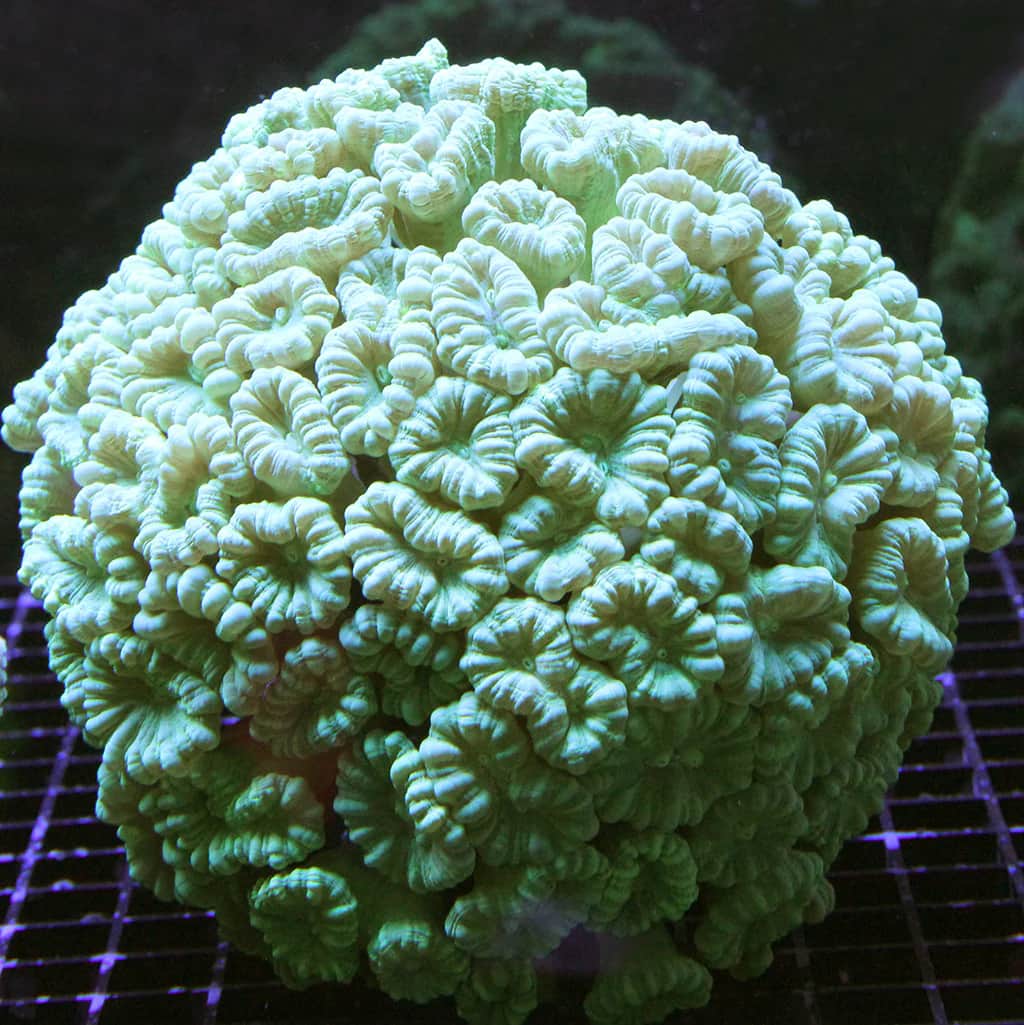 Green Candy Cane Coral Lg.