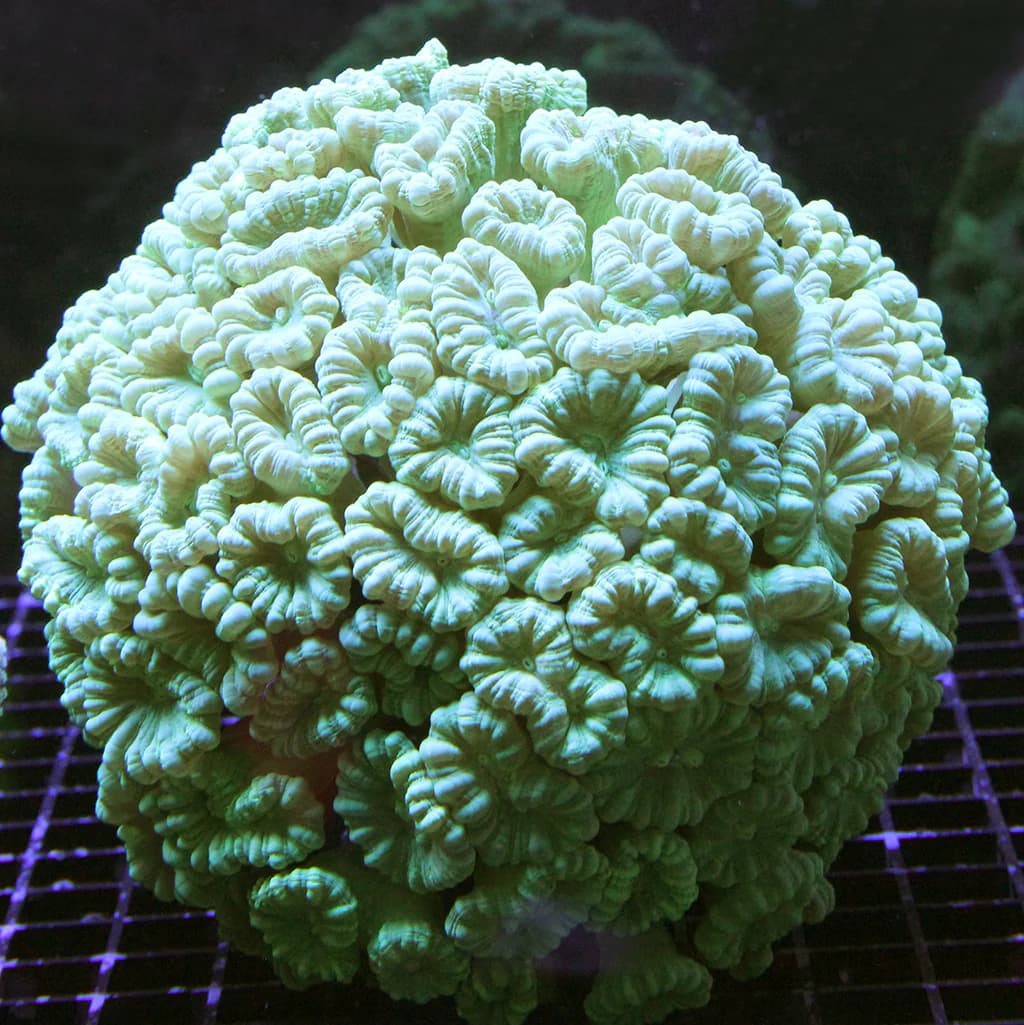 Green Candy Cane Coral Lg.