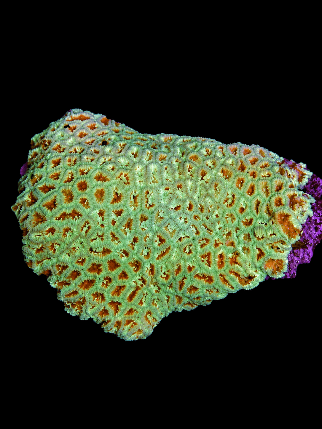 Green Favia Coral