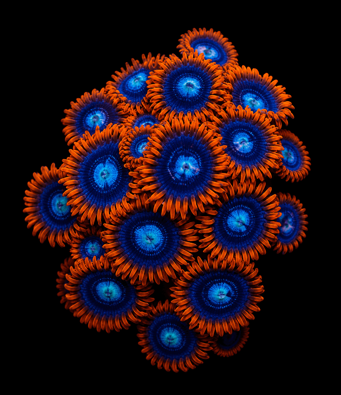 Fire and Ice Zoa Frag