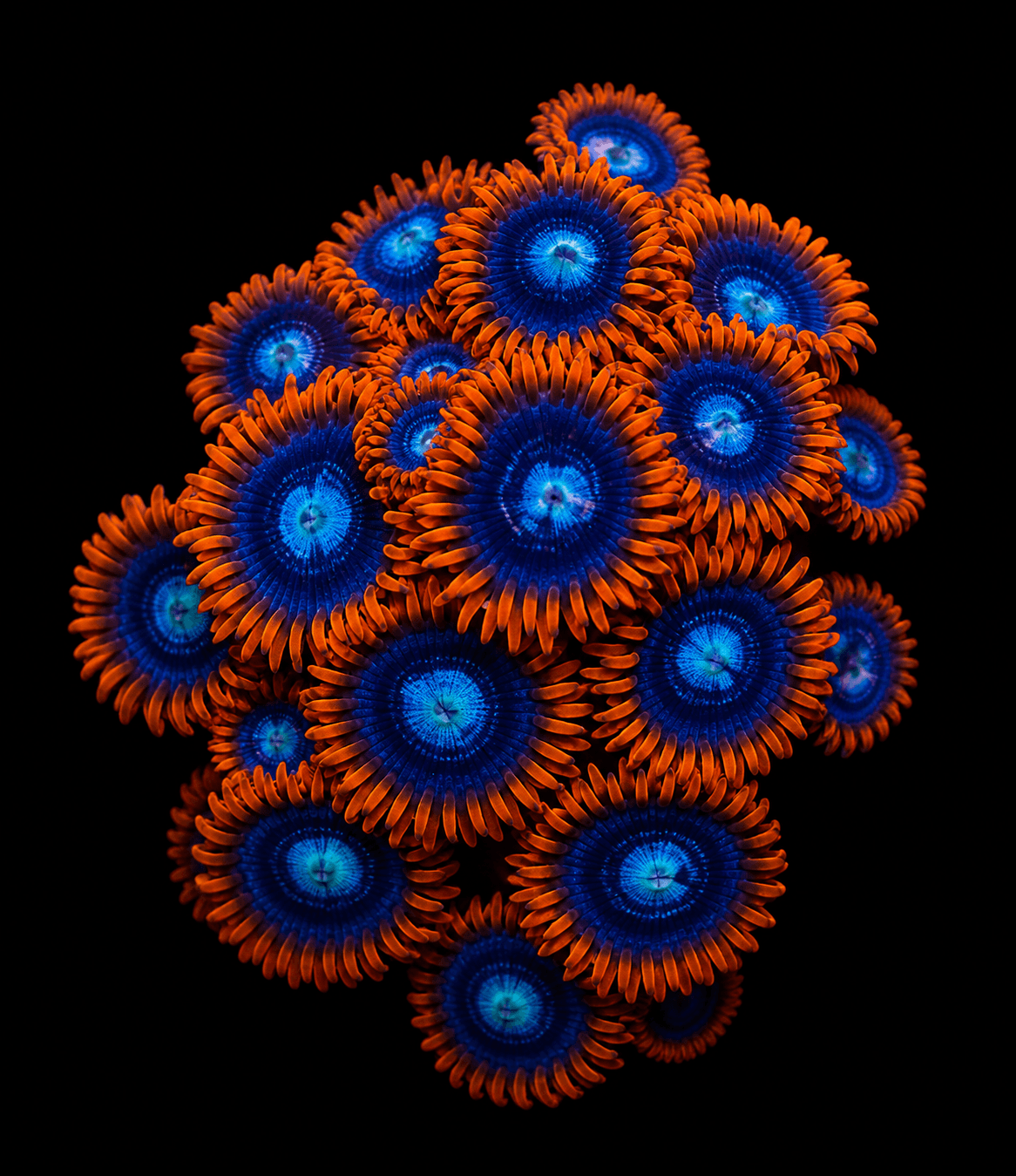 Fire and Ice Zoa Frag