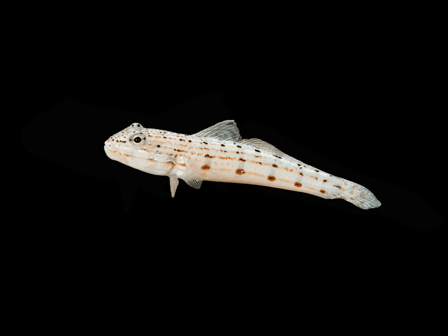 Striped Sleeper Goby