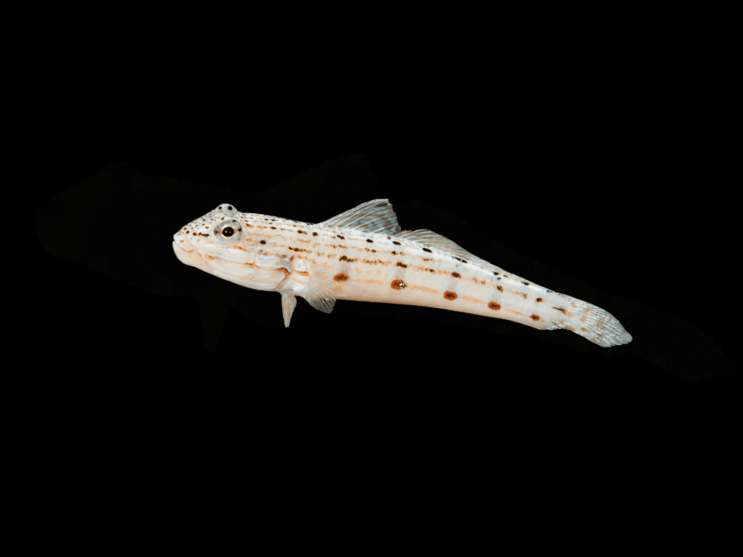 Striped Sleeper Goby