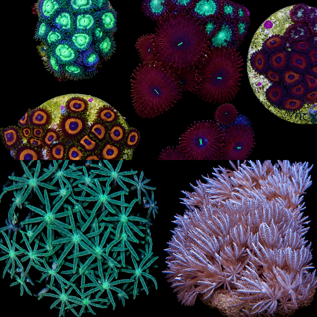 Soft Coral Frags Assorted