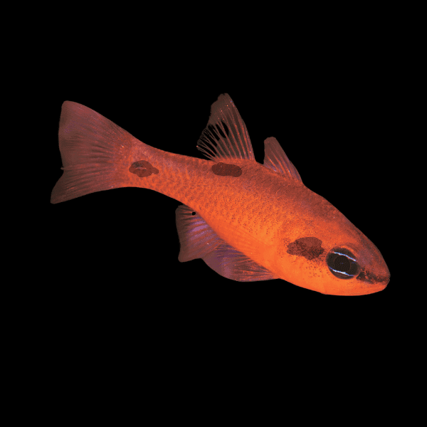 Three Spot Flame Cardinalfish