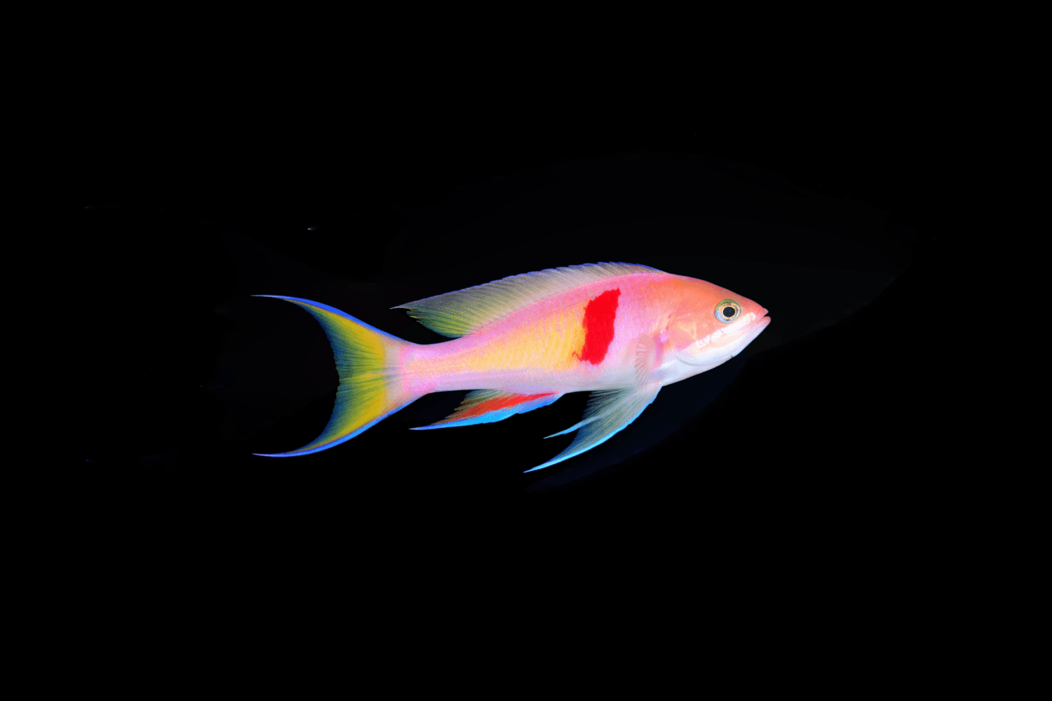 Red Fairy Anthias