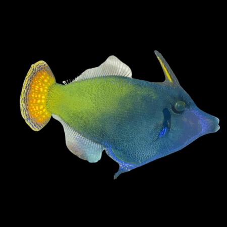 Orange Tail Filefish