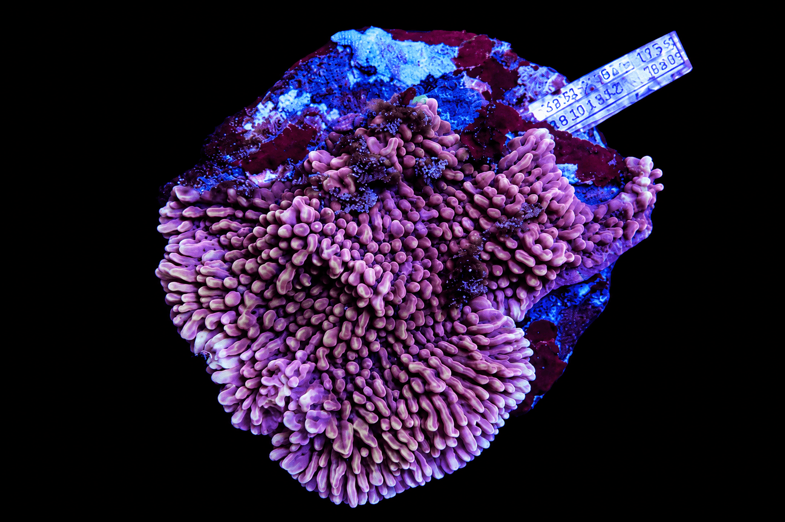 RED POLYP MONTIPORA