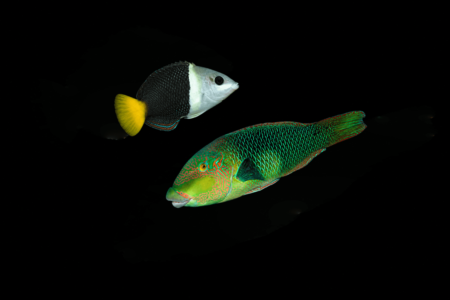 Blackeye Thick Lip Wrasse