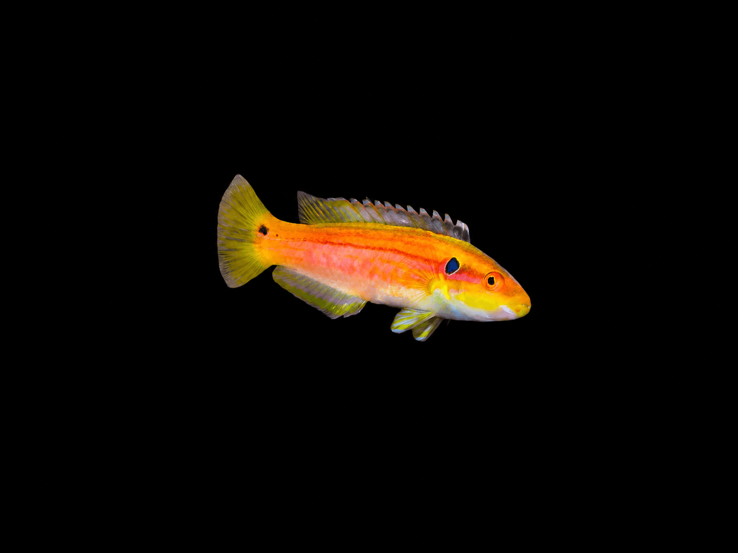 Yellow Candy Hogfish