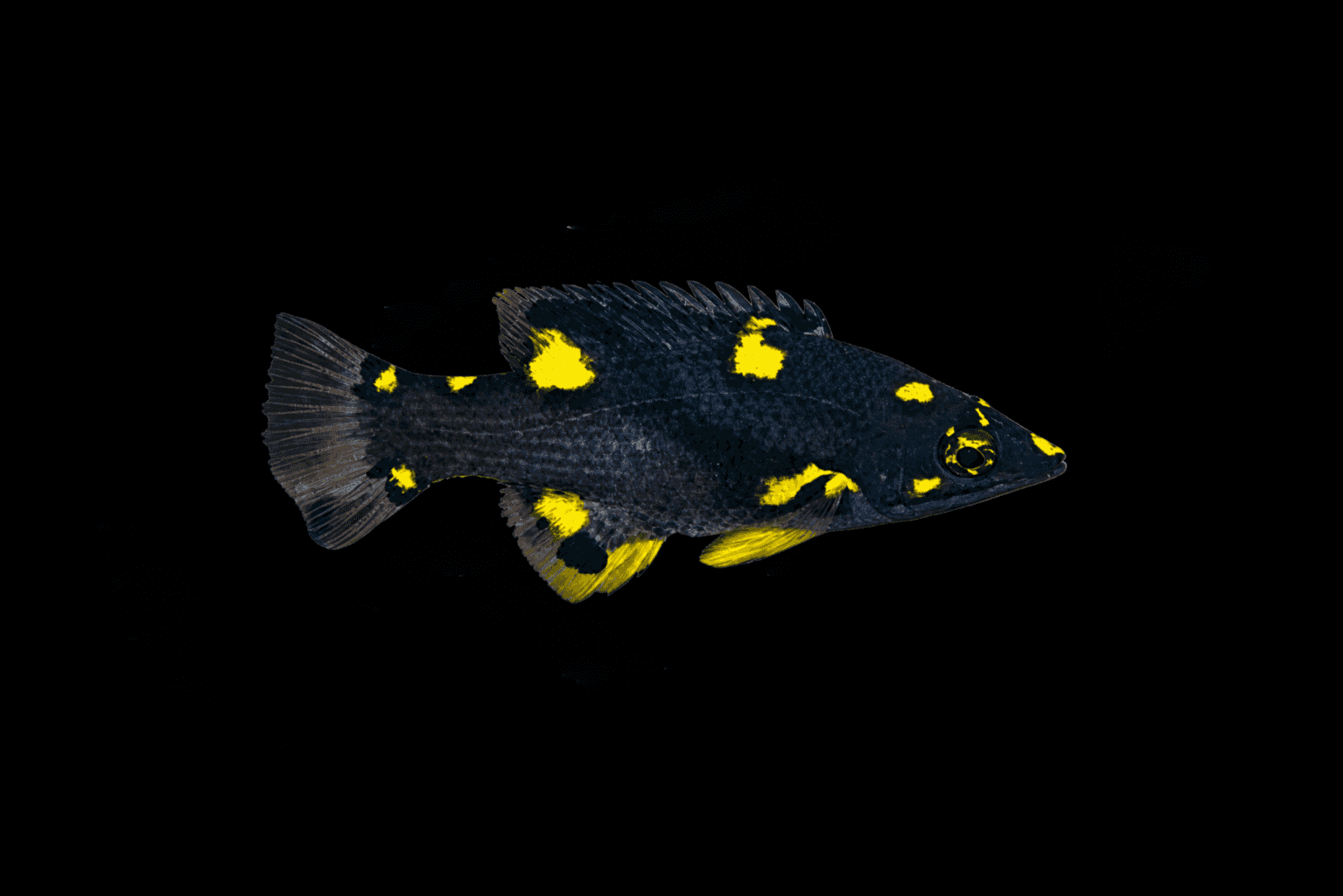 Coral Hogfish