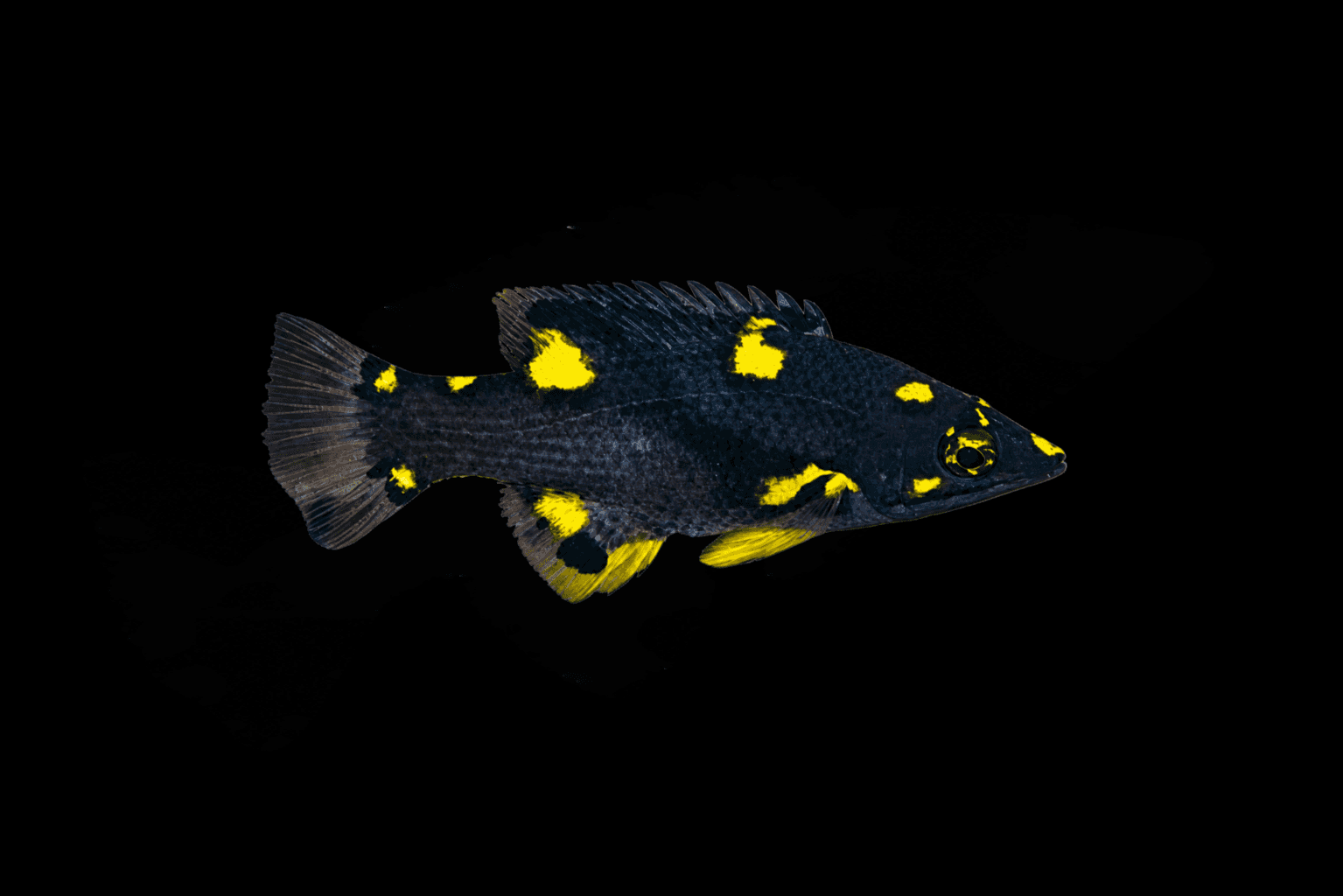 Coral Hogfish