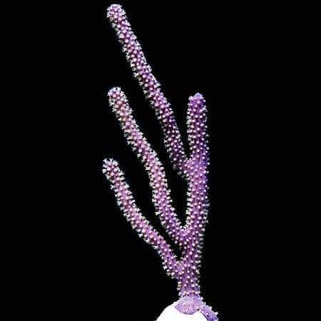 Purple Candleabra Gorgonian