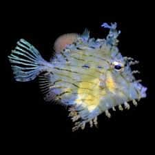 Tasseled Filefish