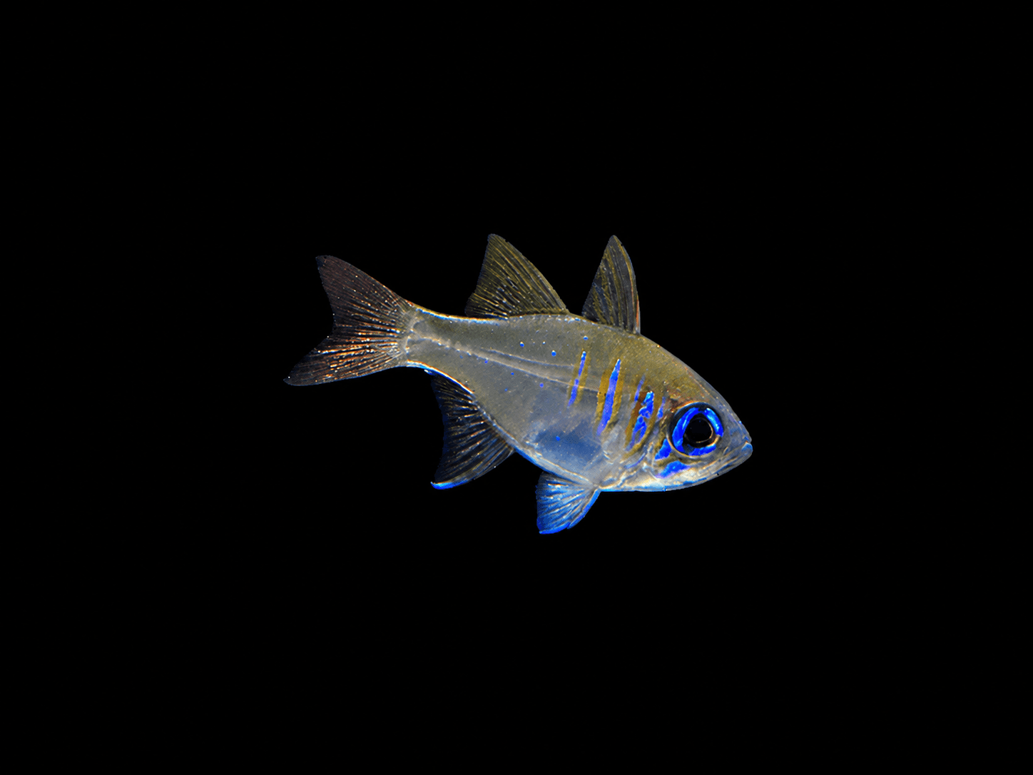 Long Spined Cardinalfish