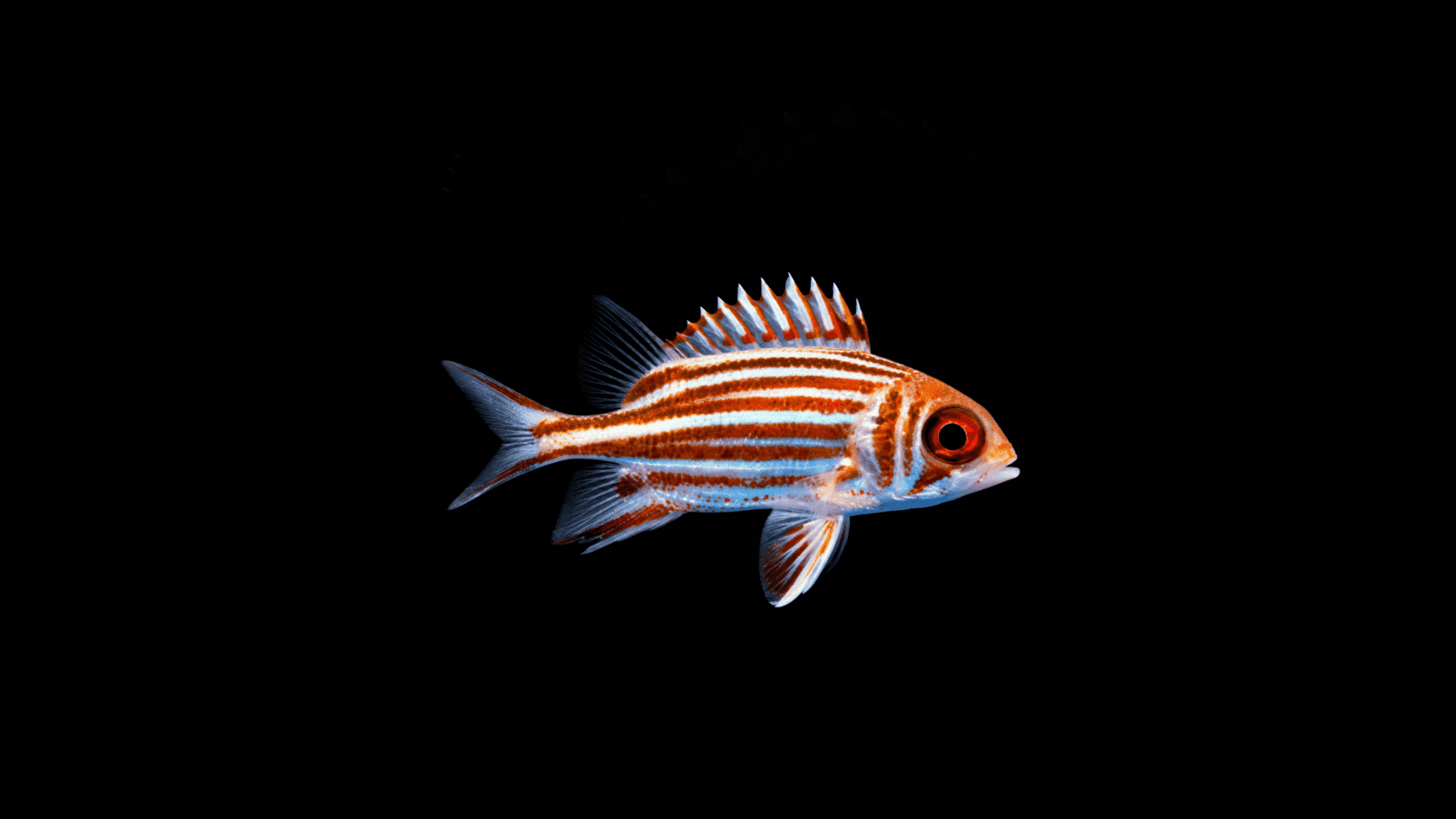 Red-striped Squirrelfish