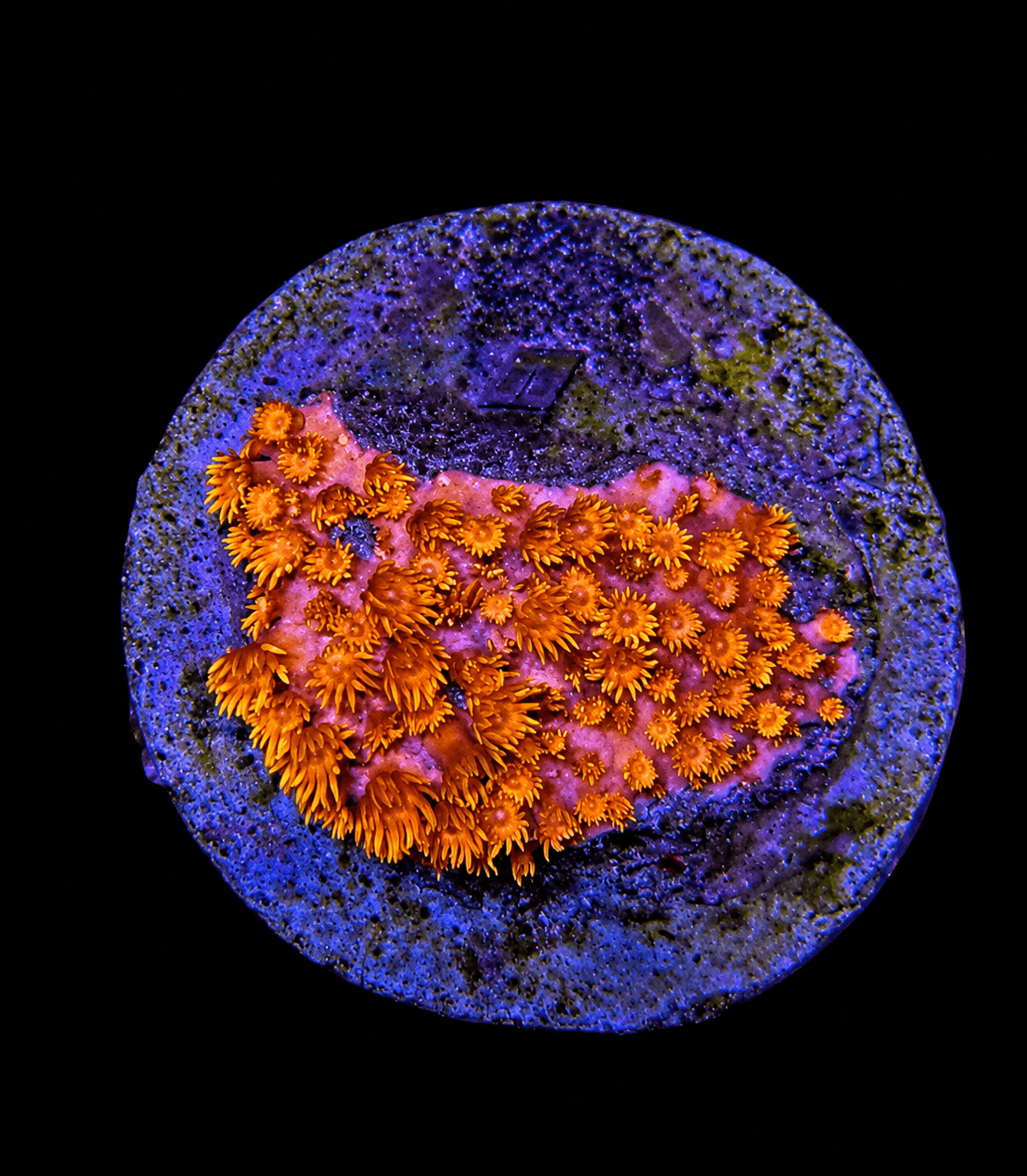 Fire Ball Gonipora (Long Polyp)