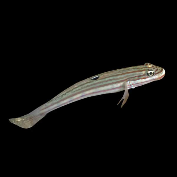 Mural Sleeper Goby