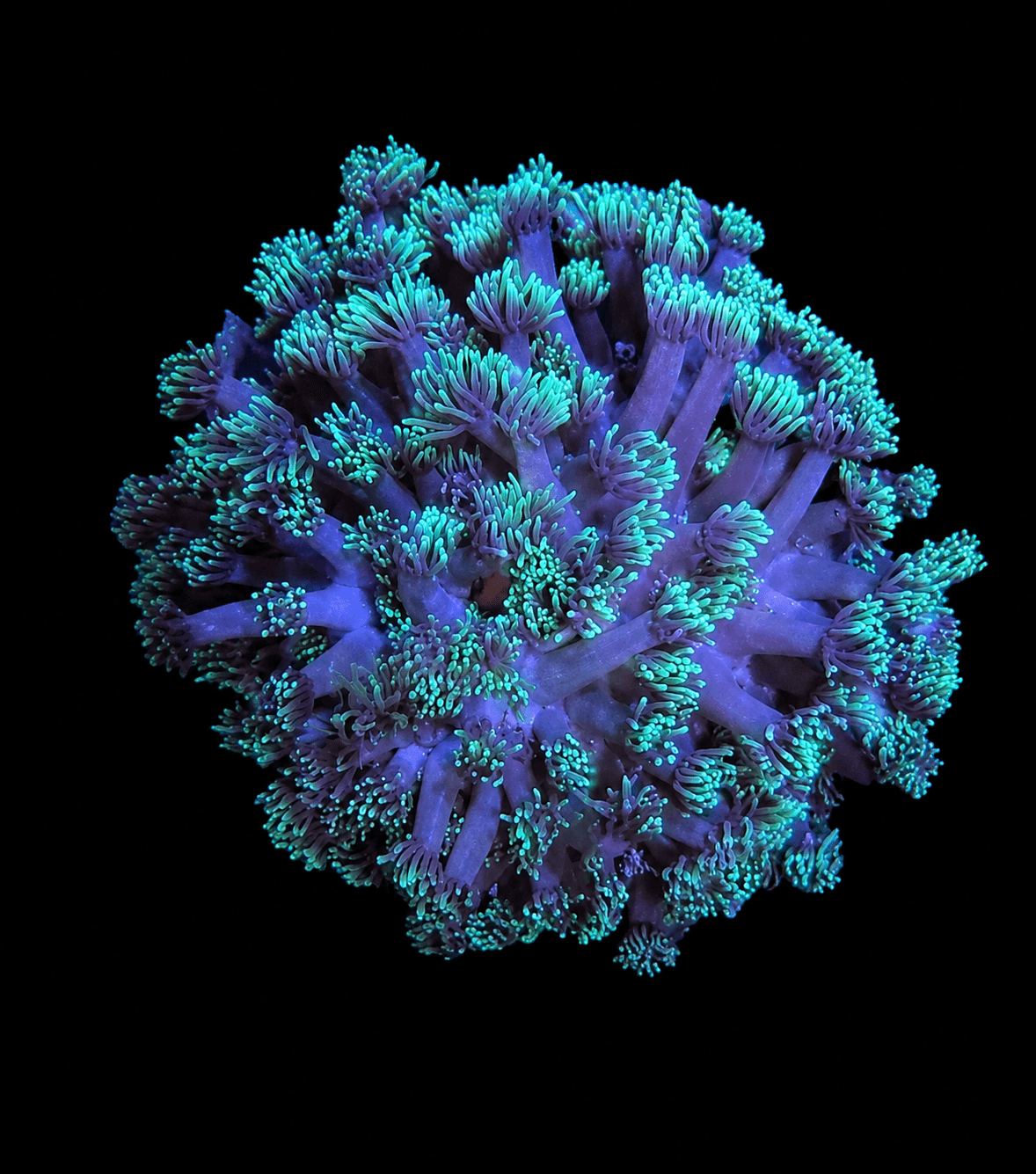 Green Gonipora (M)