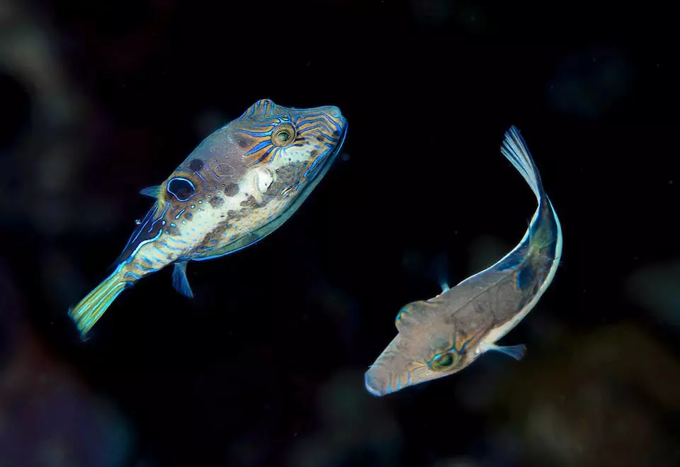Caribbean Sharpnose Puffer