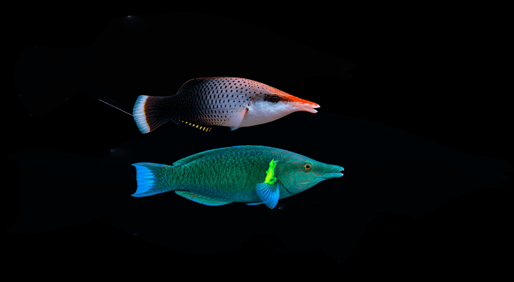 Bird Wrasse