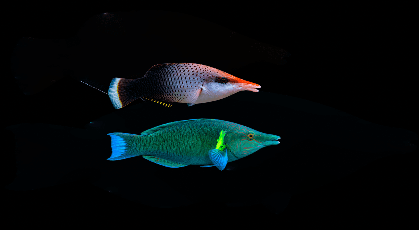 Bird Wrasse