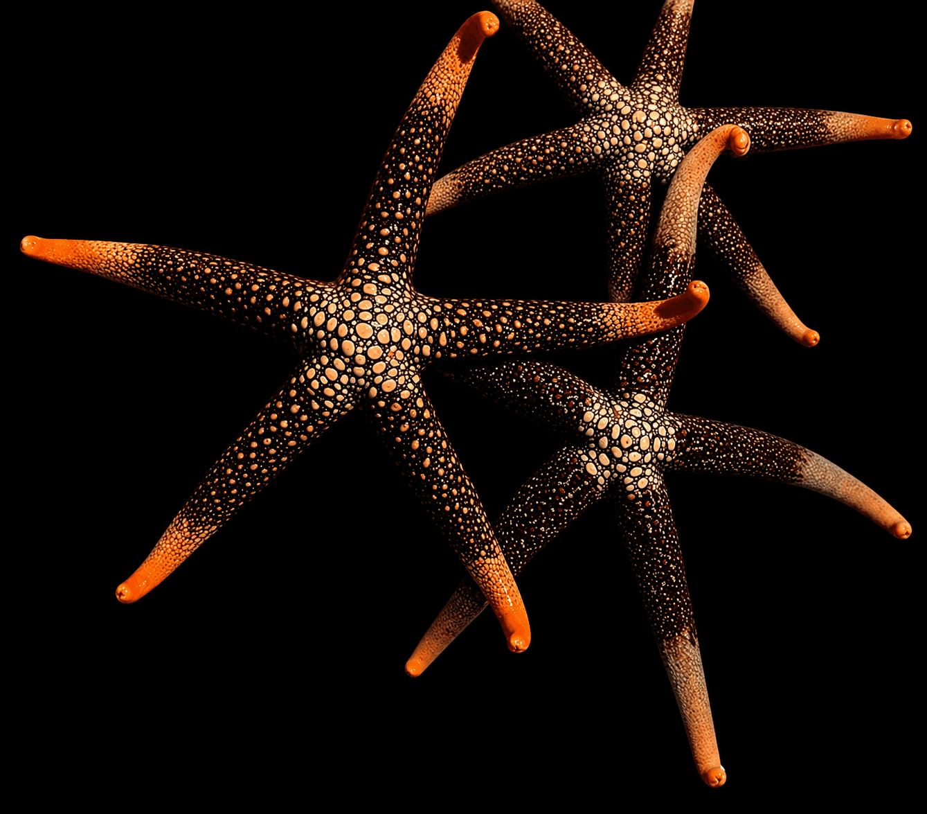 Pacific Jewel Seastar