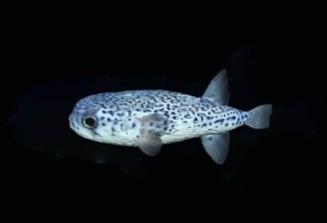Blue Pelagic Porcupine Pufferfish