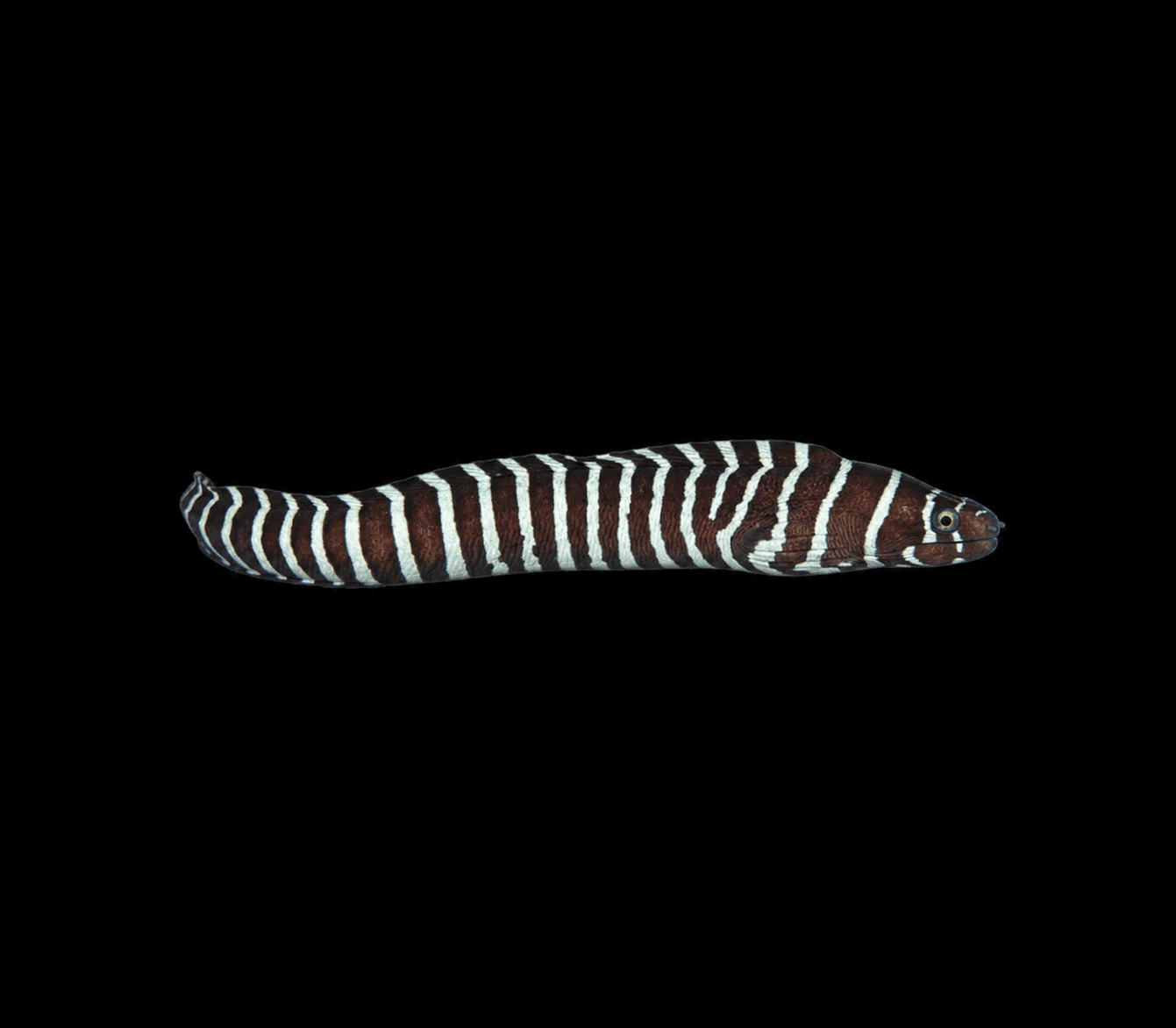 Zebra Moray Eel
