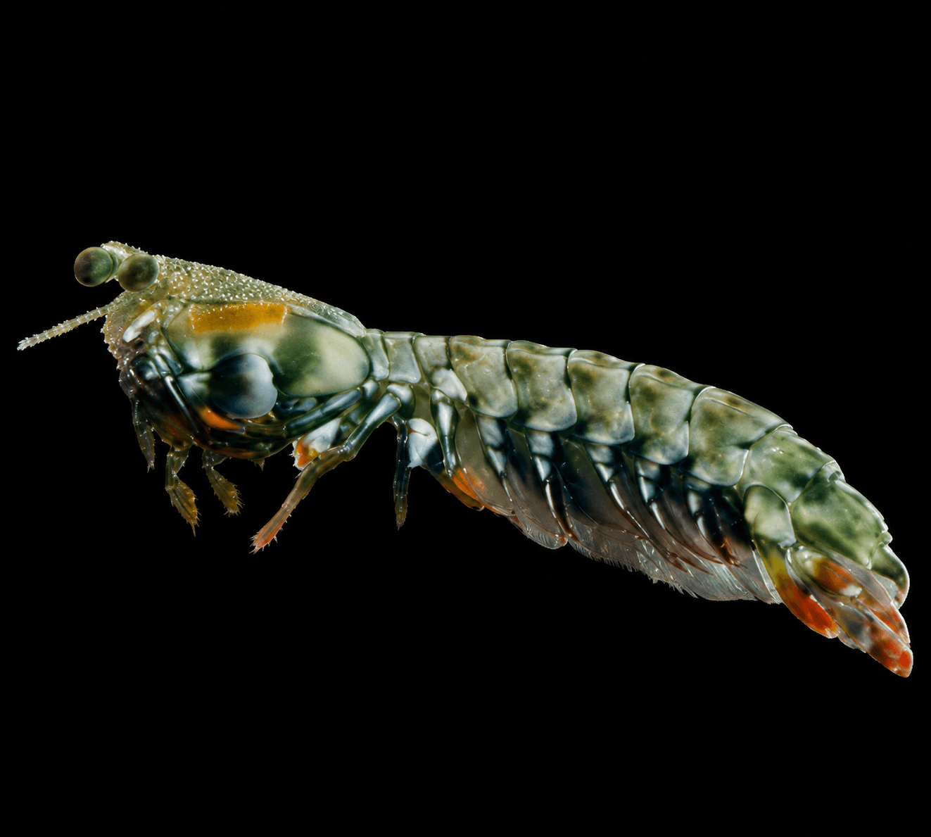 Tiger Mantis Shrimp