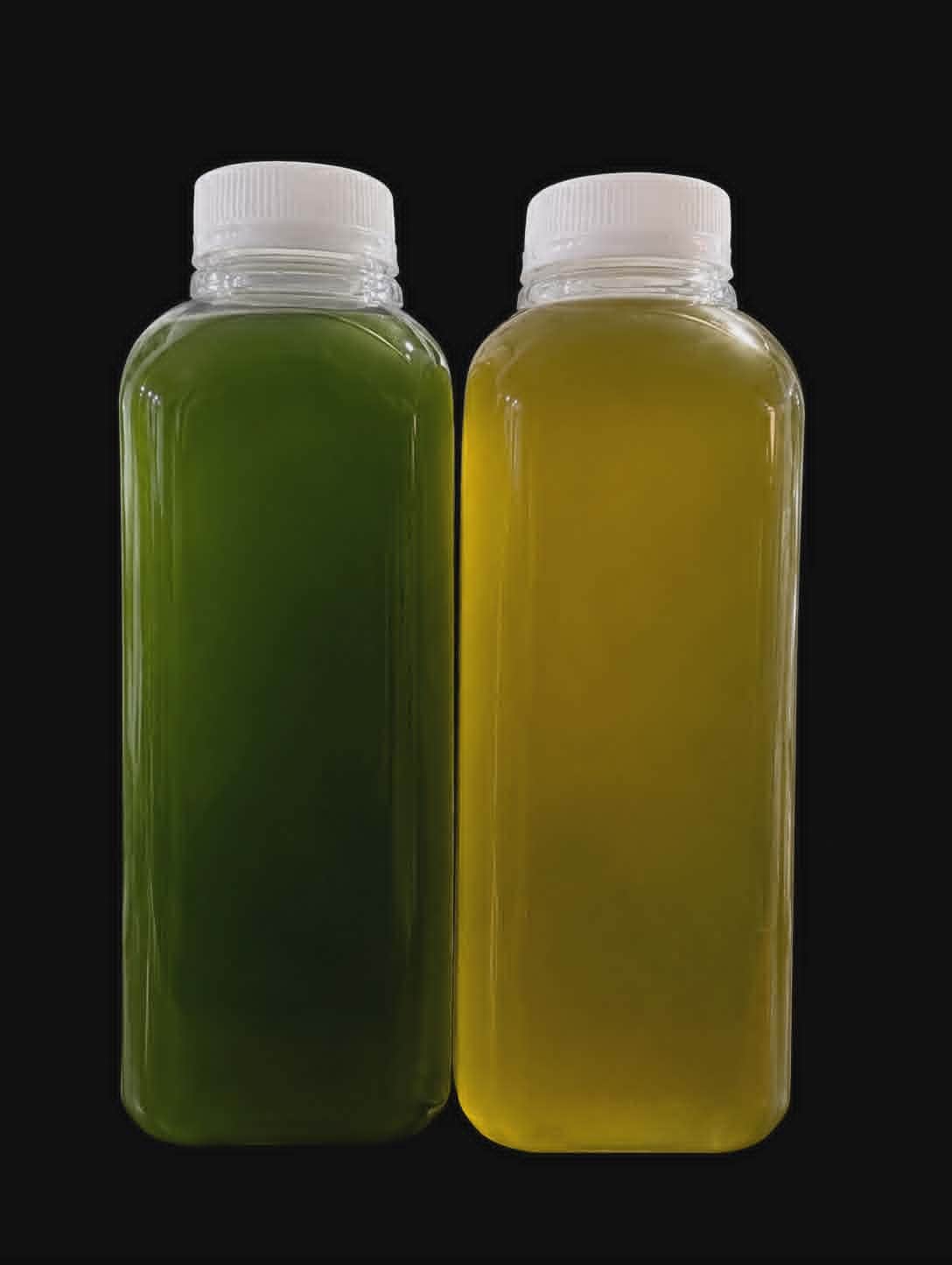 Phytoplankton