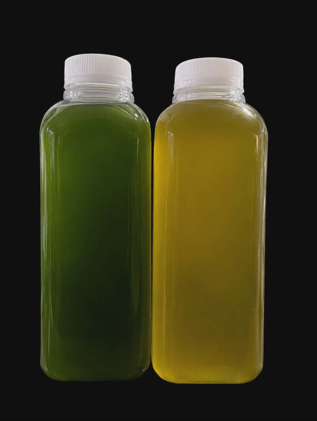 Phytoplankton
