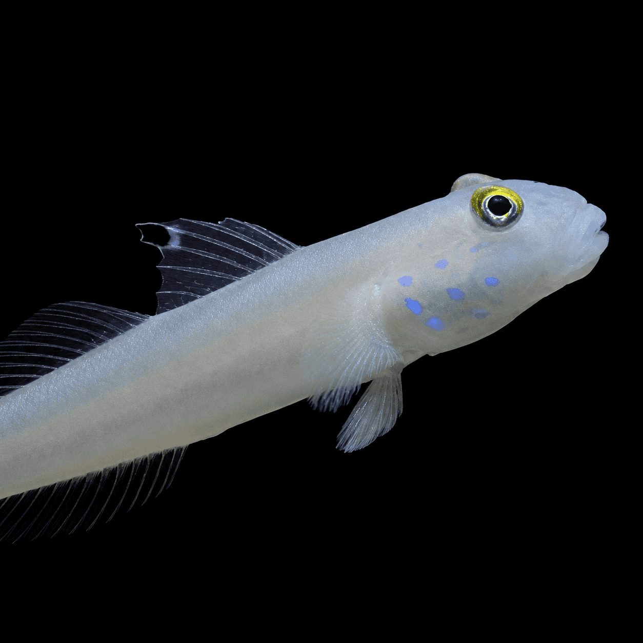 Blue Spotted Sleeper Goby