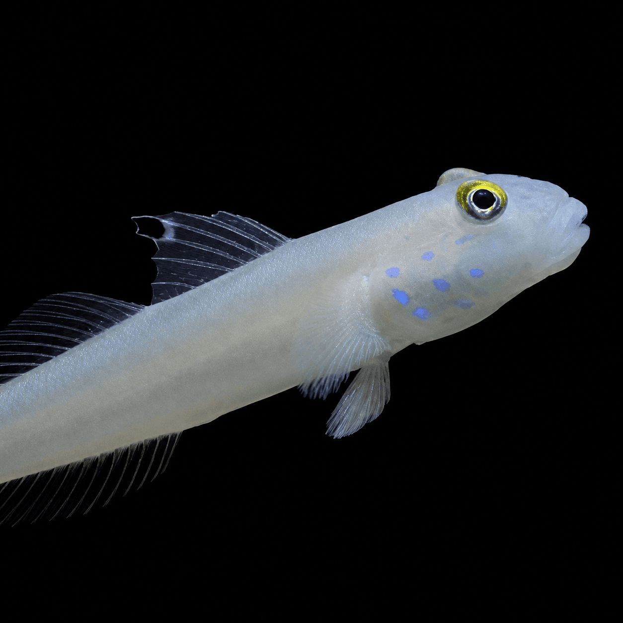 Blue Spotted Sleeper Goby