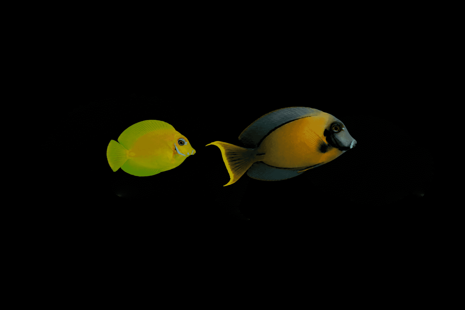 Chocolate Tang