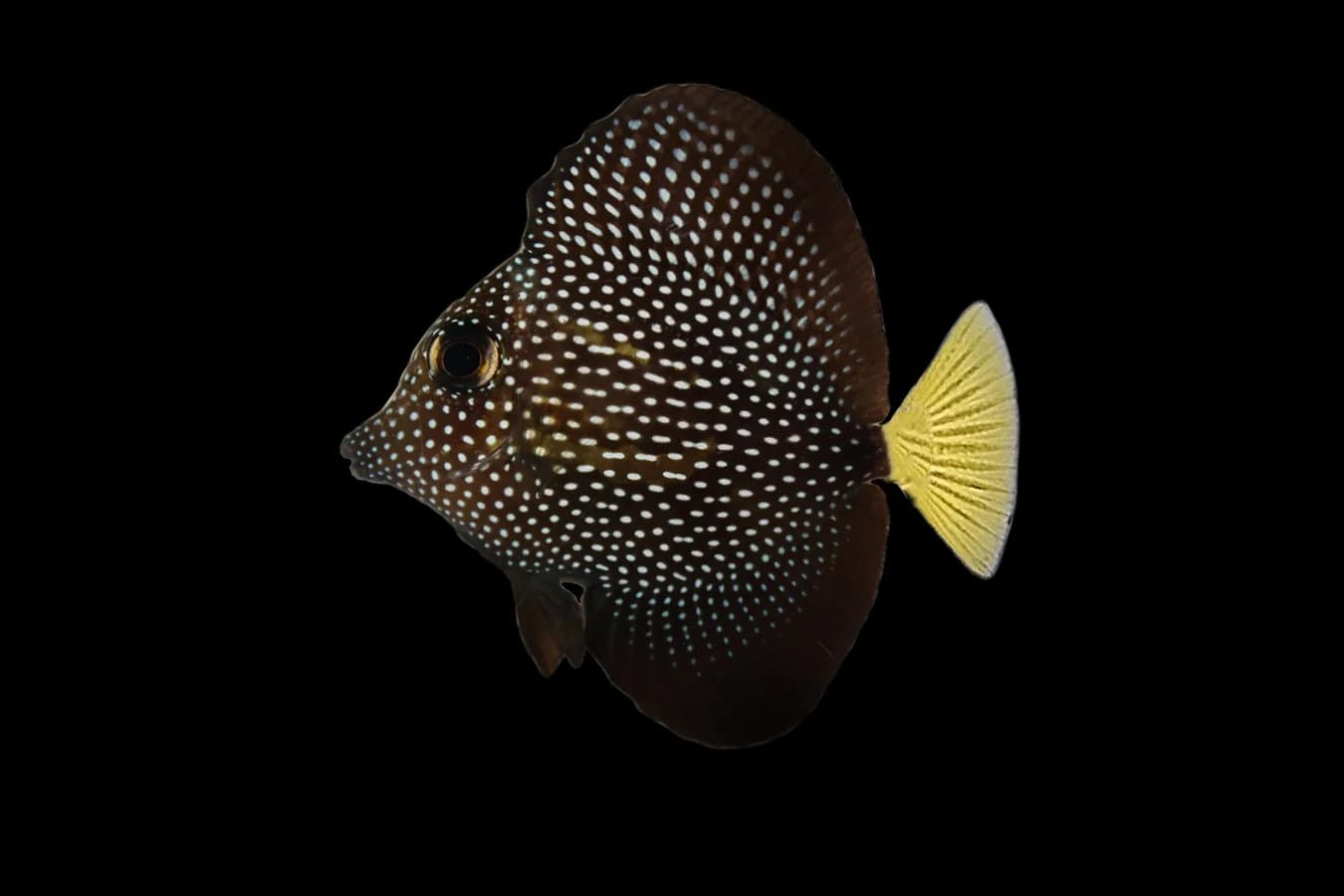 Gem Tang