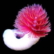 Coco Worm Red Lg