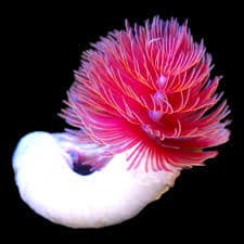 Coco Worm Red Lg
